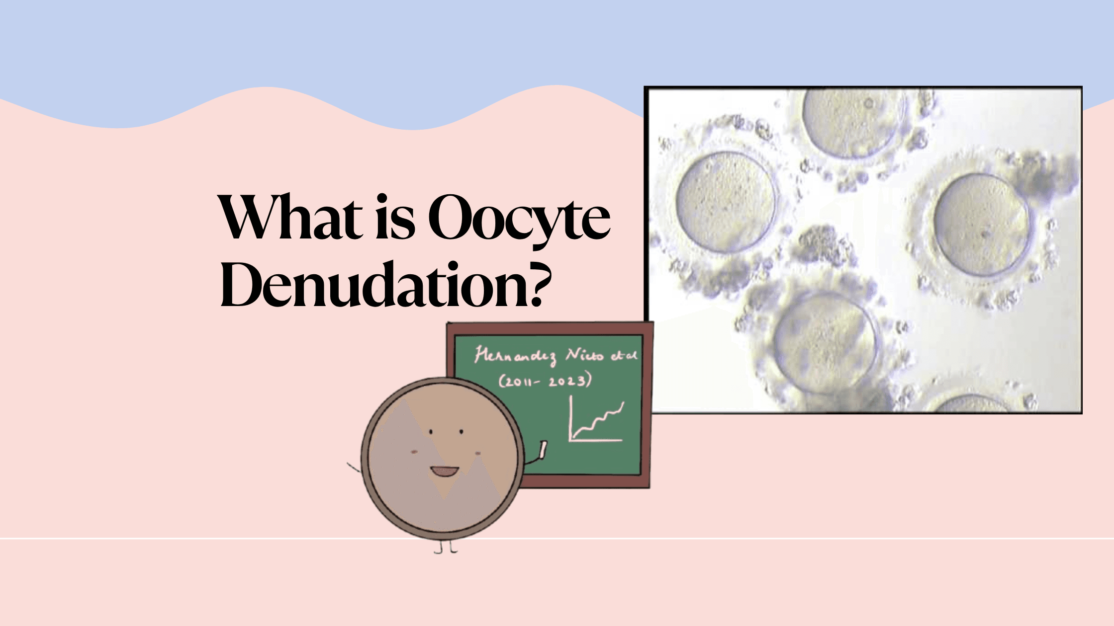 What is Oocyte Denudation?