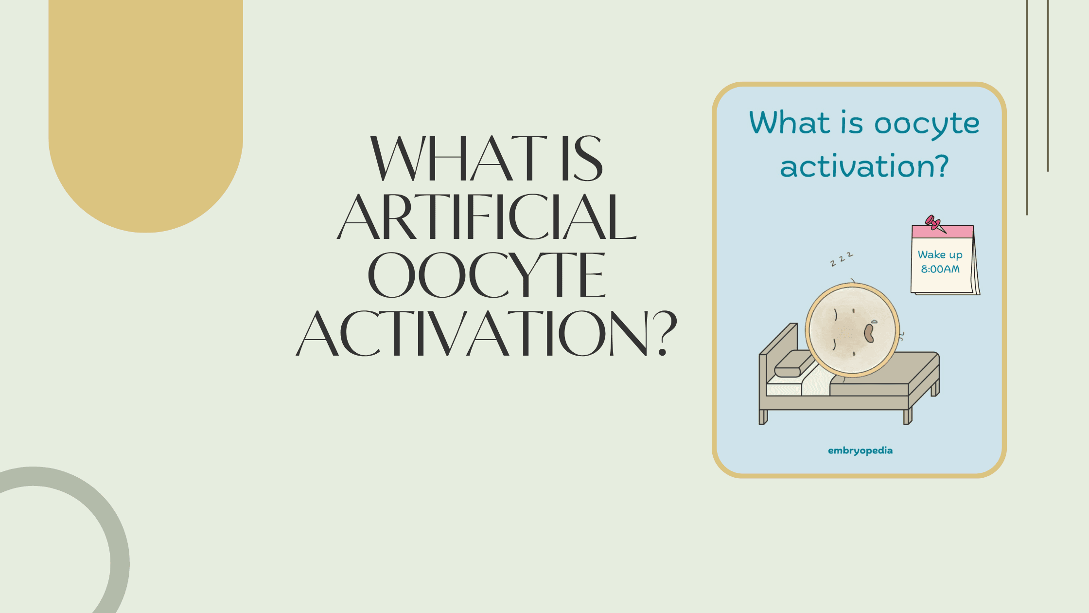 What is Artificial Oocyte Activation and How Does it Work?