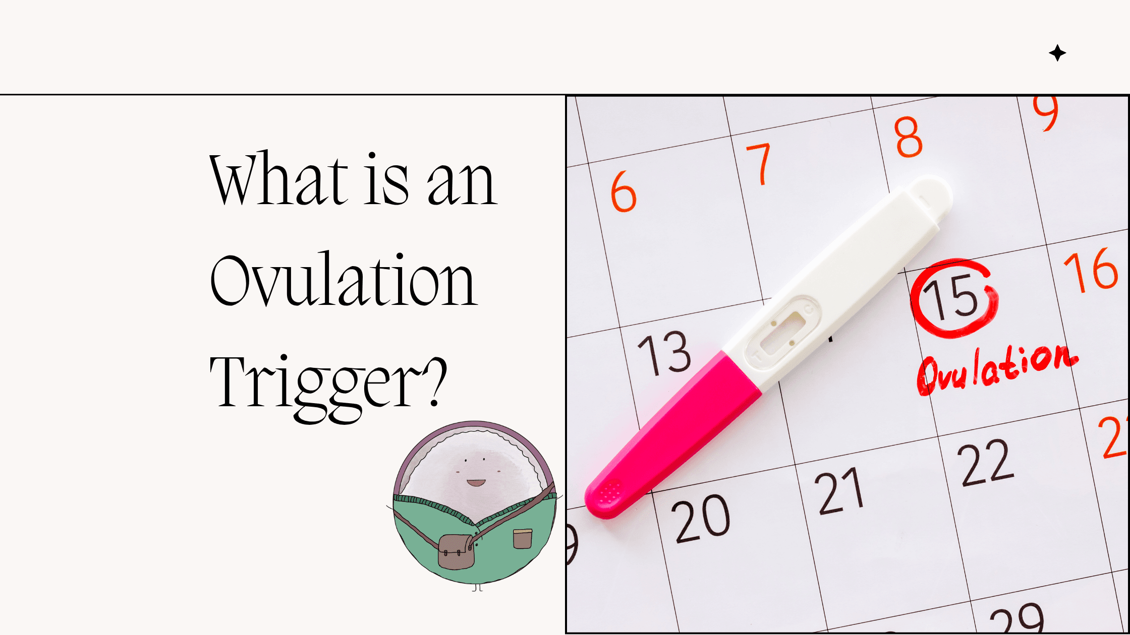 What is an Ovulation Trigger & How Does it Work?