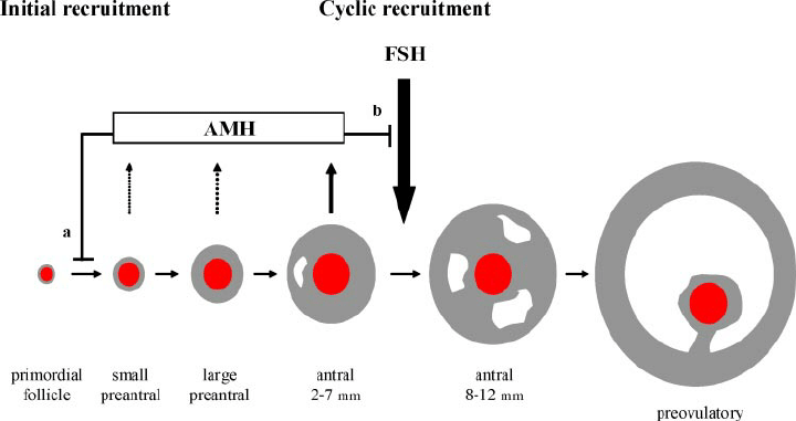 When is AMH produced in the ovary