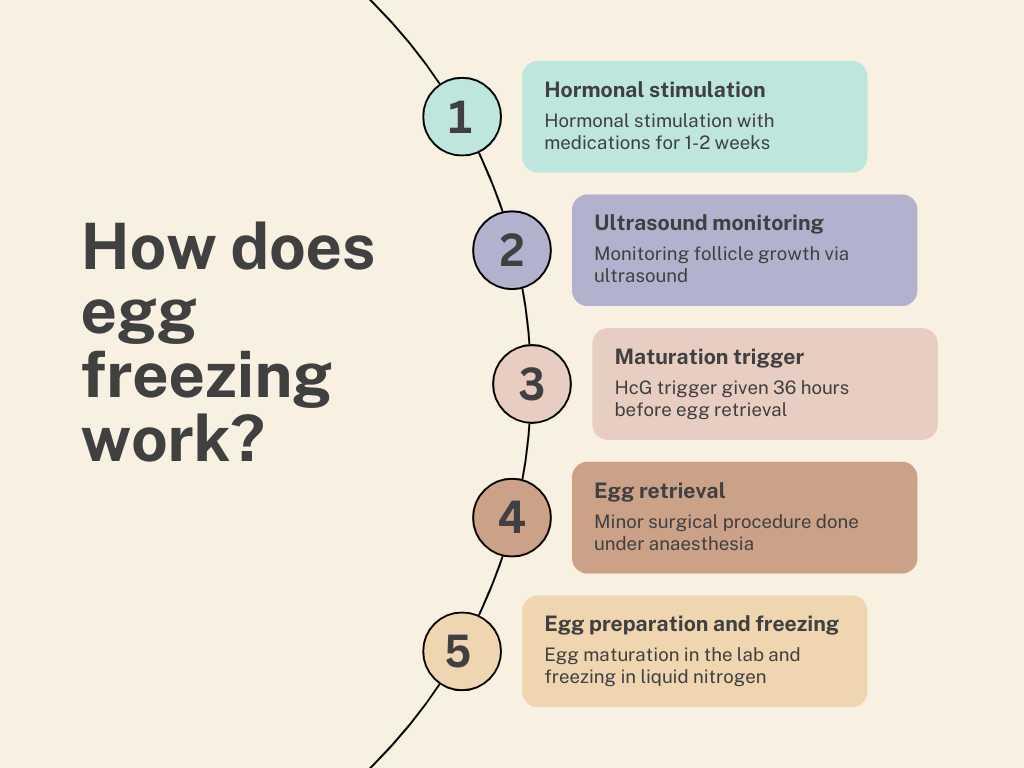 A breakdown of the process in which egg freezing works in India